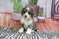 Stella, a female Miniature Bernedoodle for sale in Baltic, OH – 1 of 4
