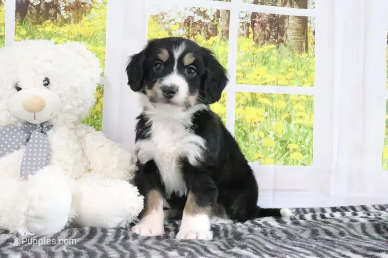 Reese – Miniature Bernedoodle puppy for sale in Baltic, OH