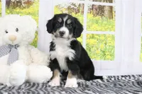 Reese, a male Miniature Bernedoodle for sale in Baltic, OH – 1 of 4