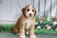 Milton, a male Miniature Bernedoodle for sale in Baltic, OH – 4 of 4
