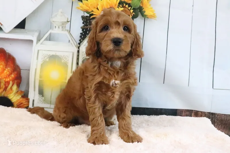 Leo – Miniature Goldendoodle puppy for sale in Baltic, OH