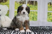 Rachael, a female Miniature Bernedoodle for sale in Baltic, OH – 4 of 4