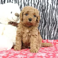 Bouncer, a male Goldendoodle for sale in Baltic, OH – Photo 3 of 4