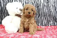 Bouncer, a male Goldendoodle for sale in Baltic, OH – Photo 3 of 4