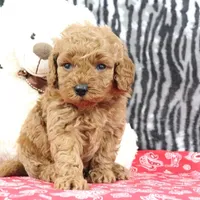 Bouncer, a male Goldendoodle for sale in Baltic, OH – Photo 2 of 4