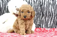 Bouncer, a male Goldendoodle for sale in Baltic, OH – Photo 2 of 4