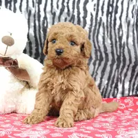 Bouncer, a male Goldendoodle for sale in Baltic, OH – Photo 1 of 4
