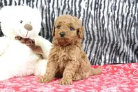 Bouncer, a male Goldendoodle for sale in Baltic, OH – Photo 1 of 4