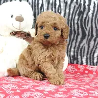 Bouncer, a male Goldendoodle for sale in Baltic, OH – Photo 4 of 4