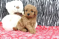 Bouncer, a male Goldendoodle for sale in Baltic, OH – Photo 4 of 4