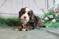 Murphy, a male Miniature Bernedoodle for sale in Baltic, OH – 2 of 4