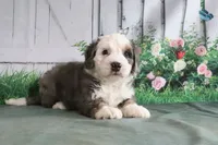 Marshall, a male Miniature Bernedoodle for sale in Baltic, OH – 2 of 5