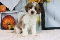 Kloe, a female Miniature Goldendoodle for sale in Baltic, OH – 3 of 4