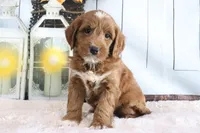 Marla, a female Miniature Goldendoodle for sale in Baltic, OH – 4 of 4