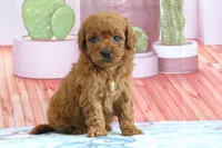Pete, a male Miniature Goldendoodle for sale in Baltic, OH – 3 of 4