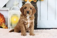 Butler, a male Miniature Goldendoodle for sale in Baltic, OH – 4 of 4
