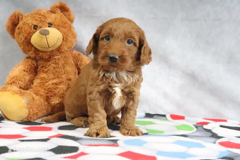 Creampuff – Miniature Goldendoodle puppy for sale in Baltic, OH