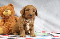 Creampuff, a female Miniature Goldendoodle for sale in Baltic, OH – Photo 4 of 4