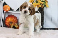 Kloe, a female Miniature Goldendoodle for sale in Baltic, OH – 4 of 4