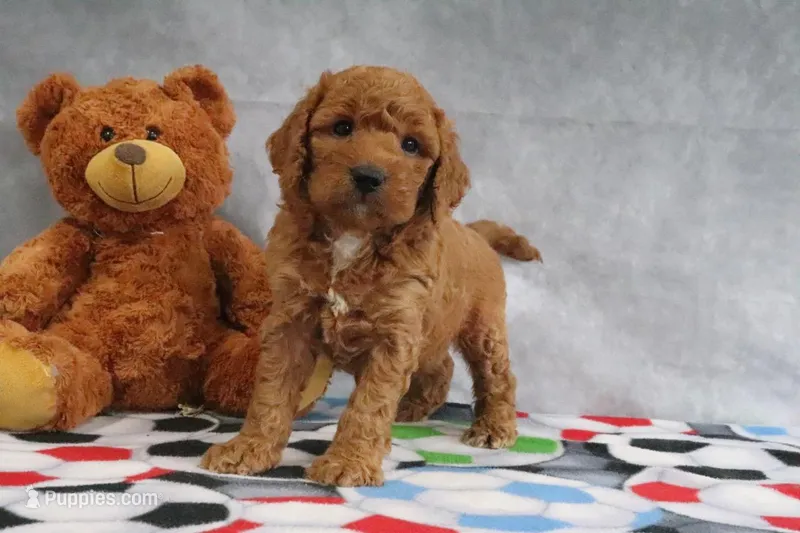 Carla – Miniature Goldendoodle puppy for sale in Baltic, OH