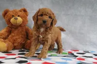 Carla, a female Miniature Goldendoodle for sale in Baltic, OH – Photo 1 of 4