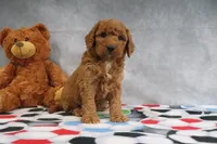 Carla, a female Miniature Goldendoodle for sale in Baltic, OH – Photo 4 of 4