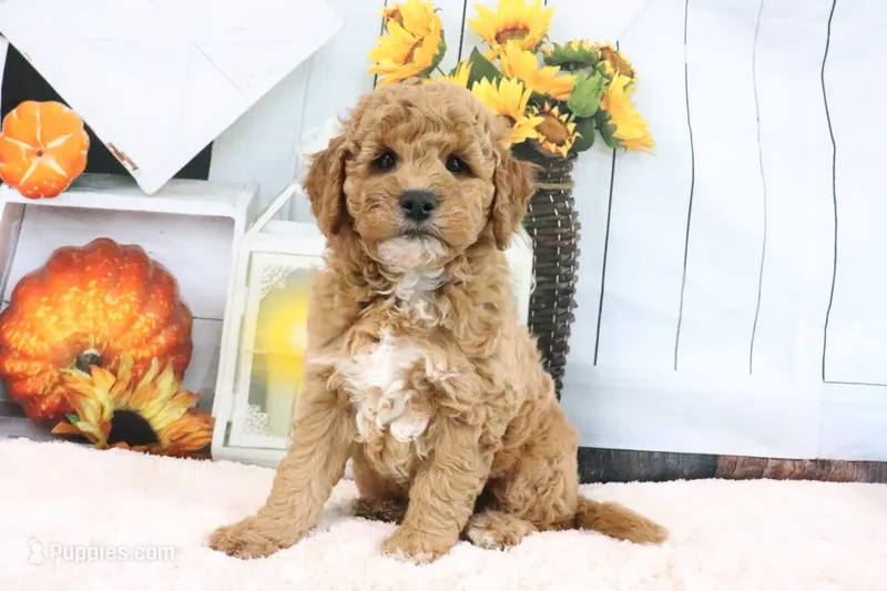 Cliff – Miniature Goldendoodle puppy for sale in Baltic, OH