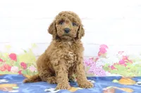 Flash, a male Miniature Goldendoodle for sale in Baltic, OH – 5 of 5
