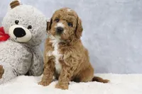 Angel, a female Miniature Goldendoodle for sale in Baltic, OH – 3 of 4