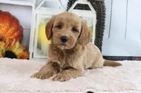 Lilac, a female Miniature Goldendoodle for sale in Baltic, OH – 3 of 4