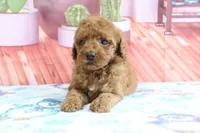 Hazel, a female Miniature Goldendoodle for sale in Baltic, OH – 5 of 5
