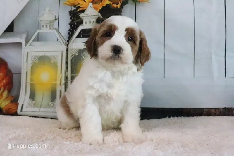 Bella – Miniature Goldendoodle puppy for sale in Baltic, OH