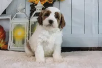 Bella, a female Miniature Goldendoodle for sale in Baltic, OH – 1 of 4