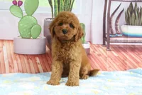 Kali, a female Miniature Goldendoodle for sale in Baltic, OH – 4 of 4