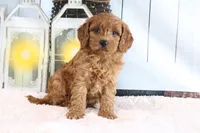Marco, a male Miniature Goldendoodle for sale in Baltic, OH – 1 of 4