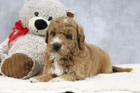 Angel, a female Miniature Goldendoodle for sale in Baltic, OH – 2 of 4