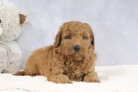 Annie, a female Miniature Goldendoodle for sale in Baltic, OH – 2 of 4