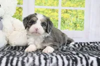 Rose, a female Miniature Bernedoodle for sale in Baltic, OH – 2 of 4