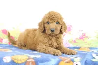 Flurry, a female Miniature Goldendoodle for sale in Baltic, OH – 4 of 4