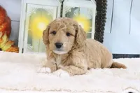Flash, a male Miniature Goldendoodle for sale in Baltic, OH – 3 of 4