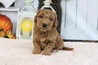 Fido, a male Miniature Goldendoodle for sale in Baltic, OH – 1 of 4