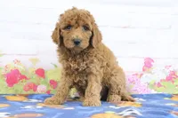 Fido, a male Miniature Goldendoodle for sale in Baltic, OH – 2 of 4