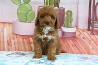 Halo, a male Miniature Goldendoodle for sale in Baltic, OH – 3 of 4