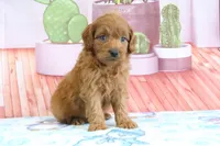 Phoenix, a male Miniature Goldendoodle for sale in Baltic, OH – 2 of 4