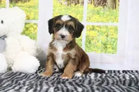 Rhett, a male Miniature Bernedoodle for sale in Baltic, OH – 2 of 4