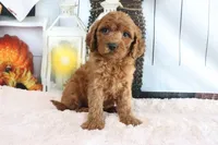 Max, a male Miniature Goldendoodle for sale in Baltic, OH – 3 of 4