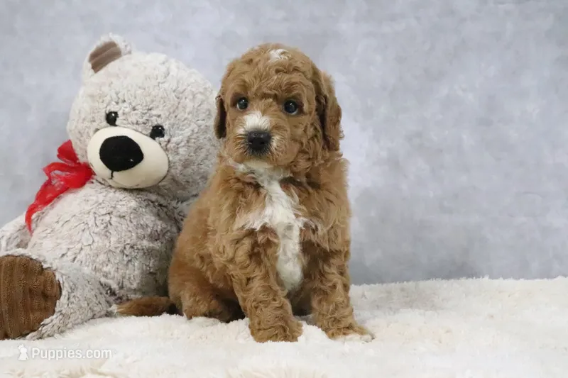 Angel – Miniature Goldendoodle puppy for sale in Baltic, OH