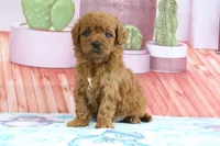 Pete, a male Miniature Goldendoodle for sale in Baltic, OH – 4 of 4