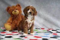 Alisha, a female Miniature Goldendoodle for sale in Baltic, OH – Photo 4 of 4