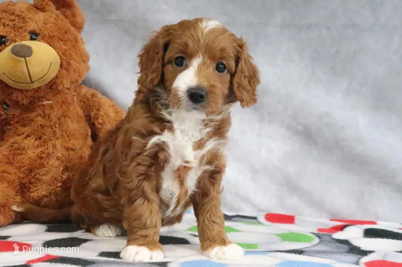 Alisha – Miniature Goldendoodle puppy for sale in Baltic, OH